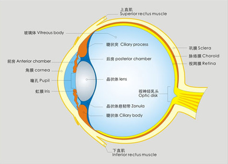 告訴你個“小秘密”：為什么眼睛不怕冷？